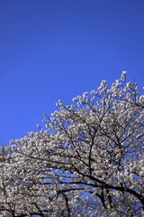 桜 (ソメイヨシノ)