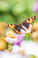 Aglais urticae small tortoiseshell butterfly top view spread wings isolated by nature
