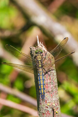 Female Black-tailed skimmer, Orthetrum cancellatum, closeup