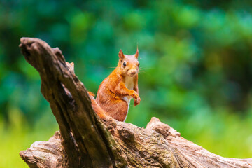 Closeup of a red squirrel, Sciurus vulgaris, seaching food and eating nuts in a forest.