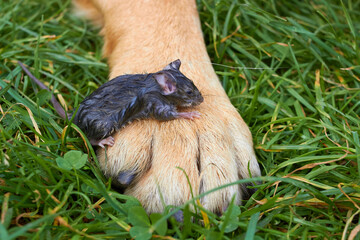 dog rescued the mouse,little mouse sitting on the paws of a large dog, a wet mouse rescued by a dog