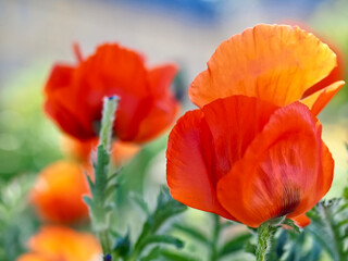 Beautiful macro of a single red isolated poppy flower