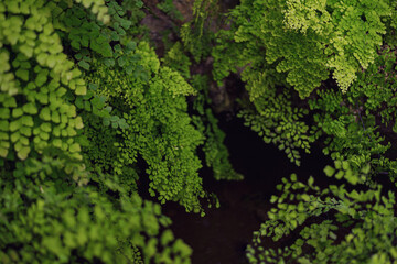 Adiantum Green Curly Fern