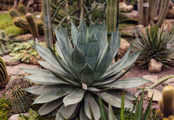 Fototapeta premium big healthy blue agave grows in the ground among cacti
