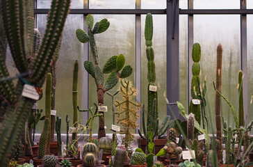 a lot of different large and small green cacti in clay pots (Opuntia, cerus, Myrtillocactus, Cleistocactus)