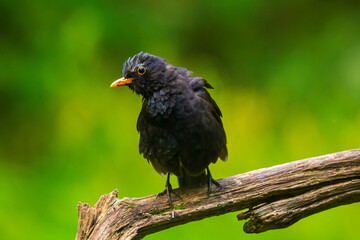 Closeup of a Blackbird male (turdus merula) perched in a forest tree