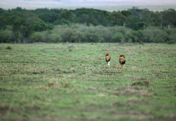 Two Lion on the wall at Masai Mara