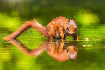 Eurasian red squirrel, Sciurus vulgaris, reflection forest wildlife in water