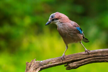 Eurasian jay Garrulus glandarius bird perched in a forest tree