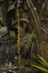 thin spikelet with yellow flowers Buzulnik Vicha
