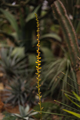 thin spikelet with yellow flowers Buzulnik Vicha