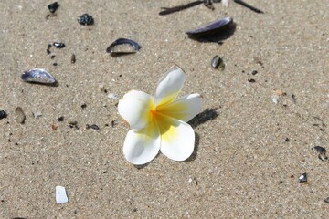 frangipani flower on the beach