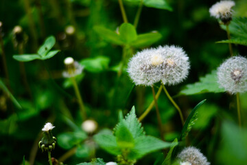 Siamese old dandelions on the field with nettle and other dandelions 