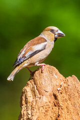 Closeup of a female hawfinch Coccothraustes coccothraustes songbird perched in a forest.