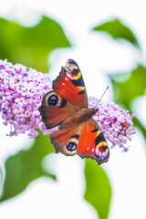 Aglais io, peacock butterfly feeding nectar from a purple butterfly-bush in garden.