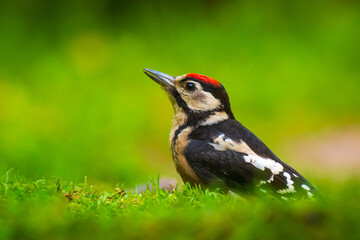 Closeup of a great spotted woodpecker (Dendrocopos major) perched on the forest floor