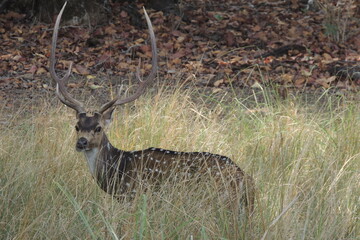 Fototapeta na wymiar Chital deer