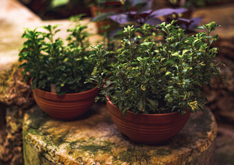 Fototapeta na wymiar dense green fresh plants with small leaves in clay pots