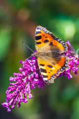 Aglais urticae small tortoiseshell butterfly top view isolated by nature