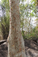 Tiger claw marks in a tree