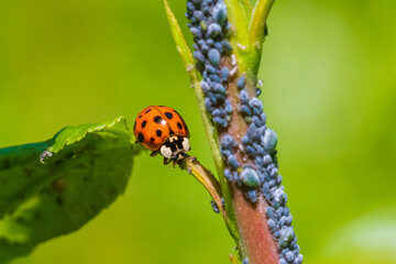Fototapeta premium Ladybug or ladybird insect feeding on Aphid