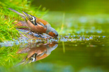 Closeup of a male chaffinch, Fringilla coelebs, drinking water