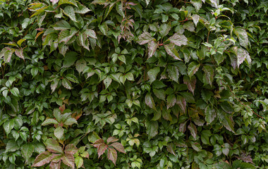 many fresh green leaves of Parthenocissus quinquefolia, known as Virginia creeper, Victoria creeper, five-leaved ivy, or five-finger, climbing plants on the wall - obrazy, fototapety, plakaty