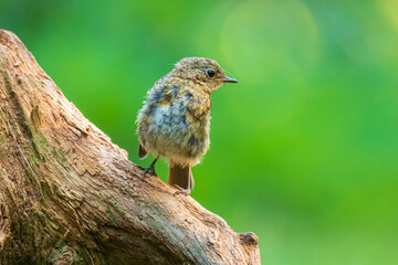 European robin bird (Erithacus rubecula) chick
