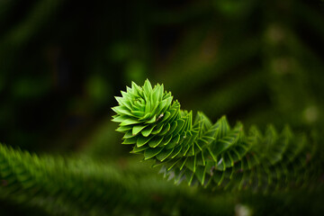 Beautiful exotic twing of cactus tree needles succulent green macro photo