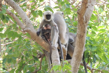 Cute Langur Mother and Baby