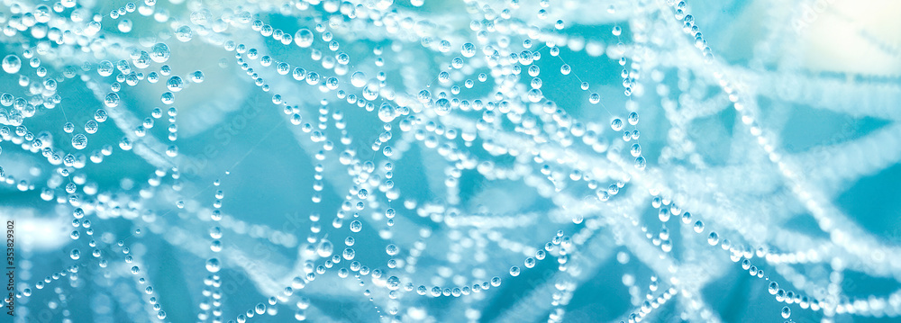 Poster Beautiful natural background with necklace of water droplets on a cobweb in grass in spring of summer in blue tones. Texture Dew drops on a spider web in nature close-up macro with soft focus.
