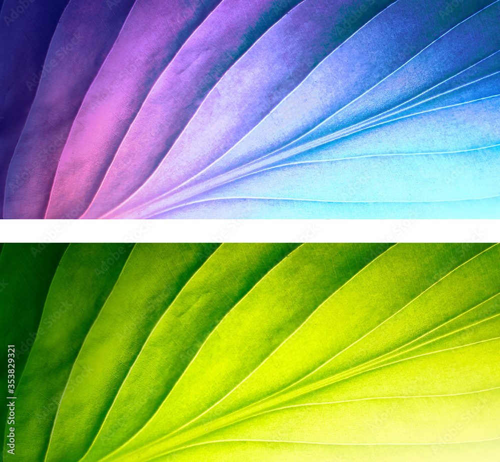 Poster set of two beautiful colorful natural textures tropical leaf with streaks close-up macro. transition