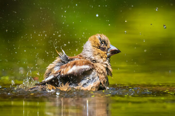 Closeup of a wet hawfinch, Coccothraustes coccothraustes washing, preening and cleaning in water.