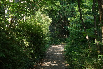 緑道の木漏れ日