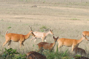 Naklejka na ściany i meble Barasingha Deer
