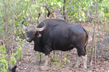 Huge Male Gaur