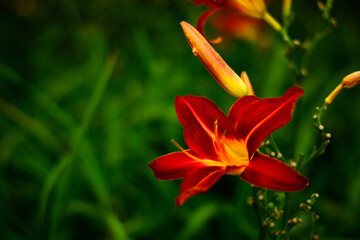Beautiful red orange yellow Lilium flower in garden, park, wallpaper, macro photoraphy