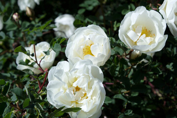 Blooming Bush of white double brier.