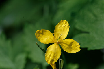 Fleur jaune de chélidoine ou grande éclaire - France