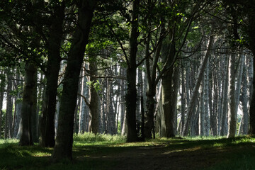 trees in the forest