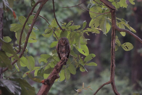 Jungle Owlet