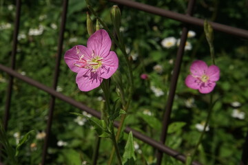アカバナユウゲショウ
