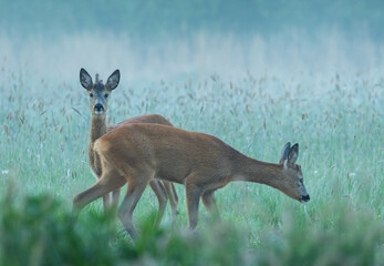 dwie sarny © dejuna