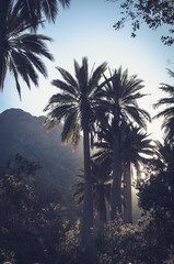 Obraz na płótnie Canvas Palm tree before sunset on the horizon