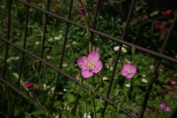 アカバナユウゲショウ