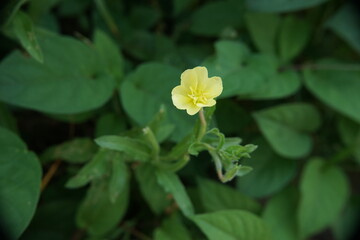 コマツヨイグサ