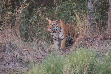 Tiger on the prowl