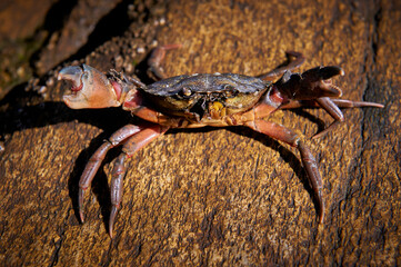 agressive crab on the rock
