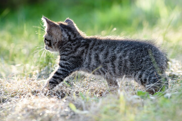 Naklejka na ściany i meble small kitten walks in the green grass on the lawn