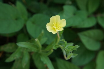 コマツヨイグサ